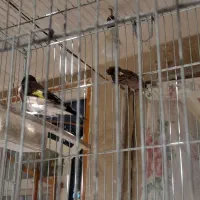 جوجه سهره نر وماده قفسی