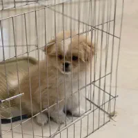 سگ پامرپیکینز،سگ ریز،سگ کوچولو،سگ فنجونی|سگ|اصفهان, احمدآباد|دیوار