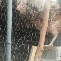 مرغ محلی جوان و تخم گذار