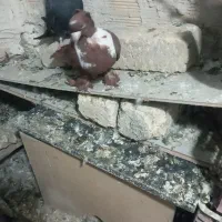 قرمزی نر گرفتنی