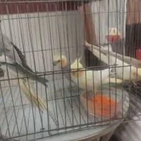 عروس هلندی   دو جفت عروس هلندی