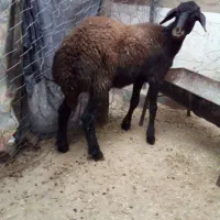 بره ماده   افشار لخت