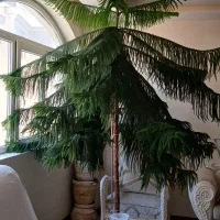 فروش کاج مطبق ۱۲ ساله