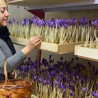 دوره آموزش کشت زعفران گلخانه ای و خاکی