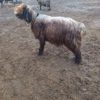 کووه نرمیش شیشک