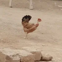 مرغ و خروس محلی