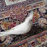 عروس هلندی البینیو|پرنده|بندرعباس, |دیوار