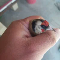 سهره ماده گل بلند