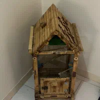 دوعدد مرغ عشق