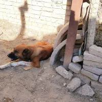 واگذاری سگ|سگ|آشخانه, |دیوار