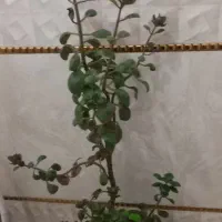 گل  قاشقی|گل و گیاه طبیعی|تربت جام, معدآباد|دیوار