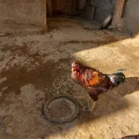 مرغوخروس لاری|پرنده|کبودرآهنگ, |دیوار