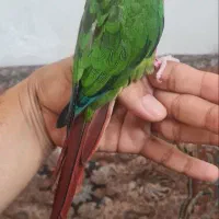 گرینچیک کاملا دستی|پرنده|یزد, |دیوار