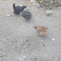 6عدد مرغ محلی تخم گذار