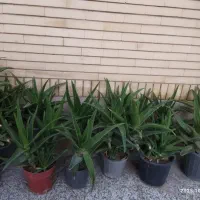 گلدان خانگی|گل و گیاه طبیعی|شیراز, شهرک پرواز|دیوار