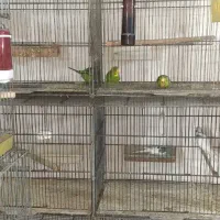 پرندگان زینتی|پرنده|کرج, خرمدشت|دیوار