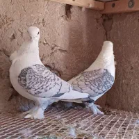 کبوتر طوقی پشت طابوسی