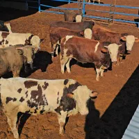 گوساله سیمنتال چاق|حیوانات مزرعه|کوهدشت, |دیوار