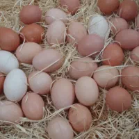 تخم مرغ محلی