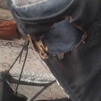 کالسکه|کالسکه و لوازم جانبی|شاهین‌شهر, نظامی|دیوار