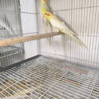 دو جفت عروس هلندی|پرنده|بندرعباس, |دیوار