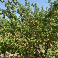 باغ در زواریان