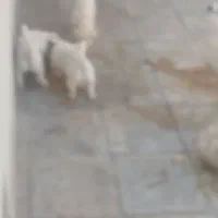 سه تا توله با مادرشون