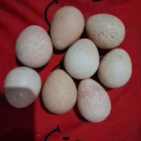 تخم نطفه دار مرغ شاخدار روسی