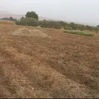 کاه ماش
