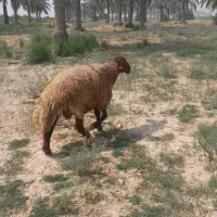 قوچ|حیوانات مزرعه|اهواز, منازل کارون|دیوار