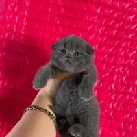 بریتیش و اسکاتیش های( اصیل و استثنایی )|گربه|تبریز, |دیوار