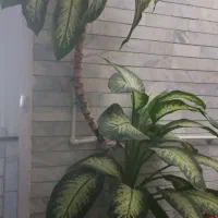 گل های آپارتمانی