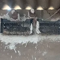 کبوتر|پرنده|امیدیه, |دیوار