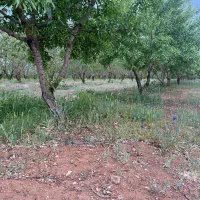 باغ بادام شوراب صغیر منطقه پل زمانخان|فروش دفتر صنعتی، کشاورزی، تجاری|سامان, |دیوار