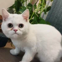 پیشی بریتیش نر سه ماهه و انگل تراپی شده