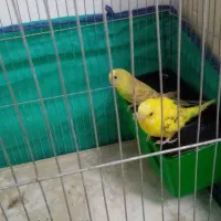 مرغ عشق|پرنده|کرمانشاه, |دیوار