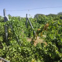 فروش باغ و باغچه جاده شهید کلانتری|فروش زمین و ملک کلنگی|نوشین شهر, |دیوار