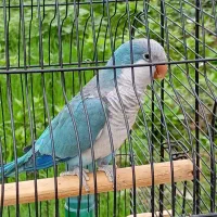 طوطی راهبه بلو اسکای نر سخنگو معاوضه با ملنگو|پرنده|صومعهسرا, |دیوار