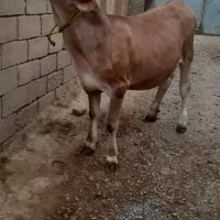 گوساله ماده