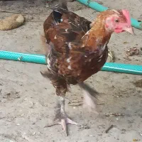 جوجه خروس محلی