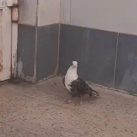 کبوتر کله سفید