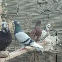 ۳۰ طوق کفتر پرشی قرچک ورامین