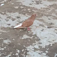 اهواز زرگان