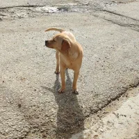 سگ پا کوتاه نژاد دار