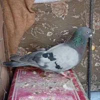 نروماده صحرای وه زرد