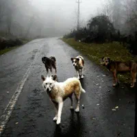 سگ هاسکی|حیوانات|احمدسرگوراب, |دیوار