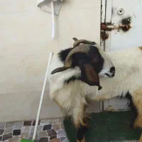 فروش چپش|حیوانات مزرعه|دوگنبدان, |دیوار