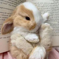 پانسیون نگهداری فروش لوپ مینیاتوری خرگوش