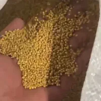 خوراک کبوتر|عمده‌فروشی|قم, دانش|دیوار