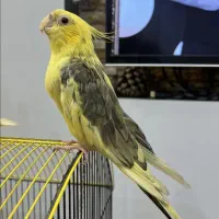 عروس هلندی یلودارک پاستیل فیس